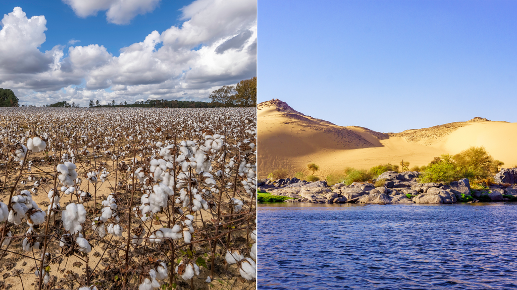 pure parima egyptian cotton vs american cotton