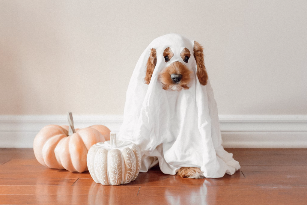 pure parima ways to use old sheets for halloween