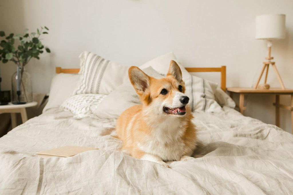 pure parima beige bedroom with dog