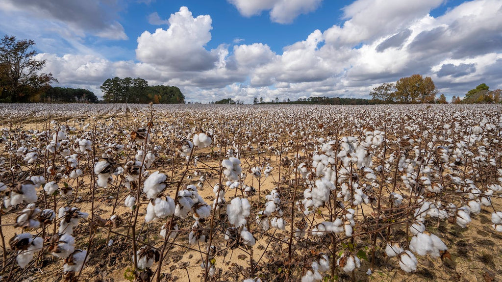 pure parima egyptian cotton field