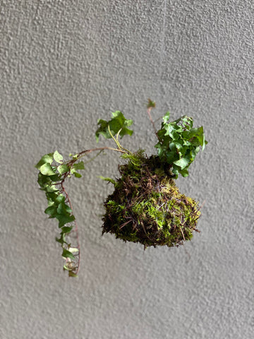 Learn How to Make Your Own DIY Kokedama Plant Moss Balls