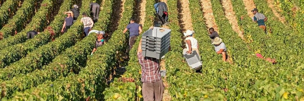 Burgundy harvest 2021