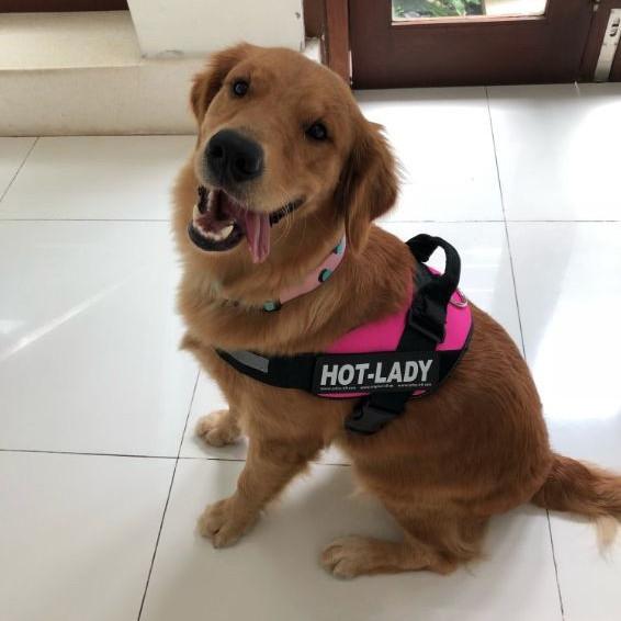 personalized dog harness