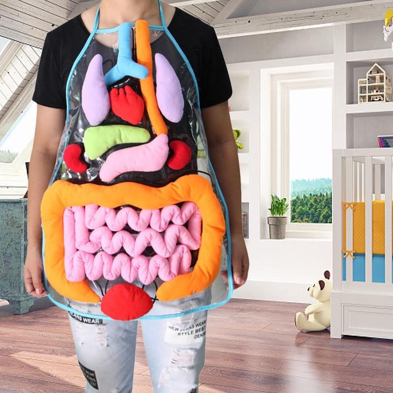 kids anatomy apron