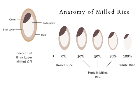 Anatomy_of_Milled_Rice - Kim'C Market