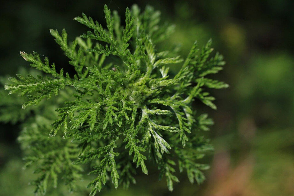 Mugwort/Ssuk and Women’s Health