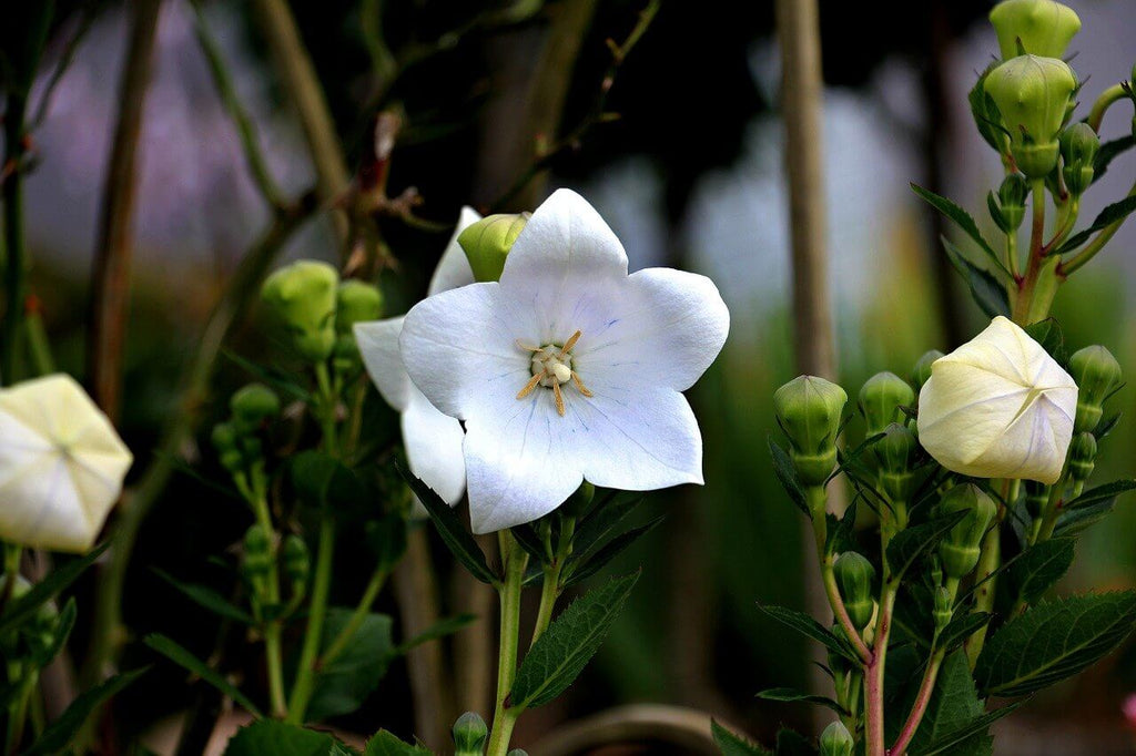 Respiratory Benefits of Bellflower or Doraji