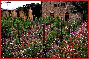 English Cottage Mix Wildflower Seed Tool Company