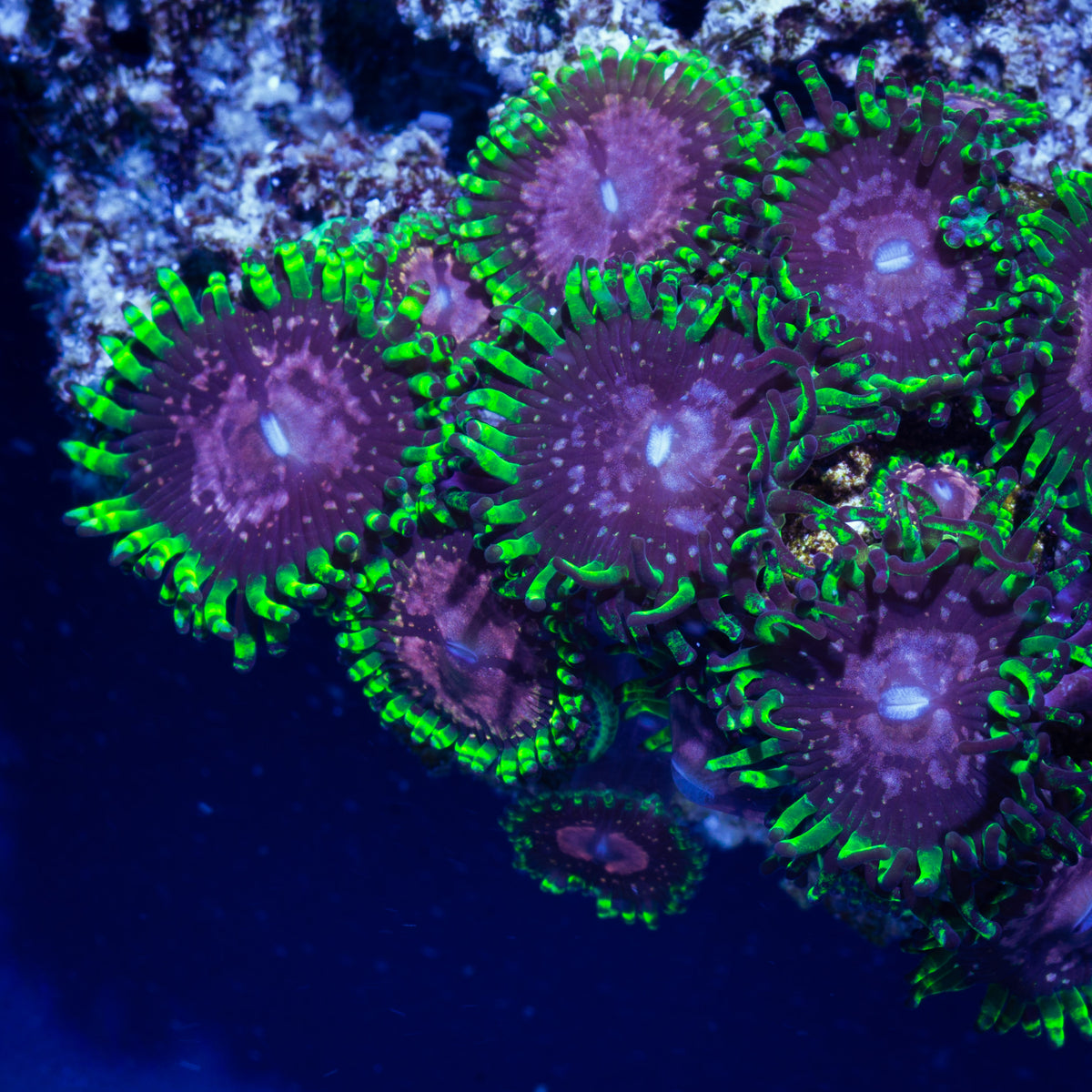 Purple Monsters Zoanthids – Deep Blue Aquarium