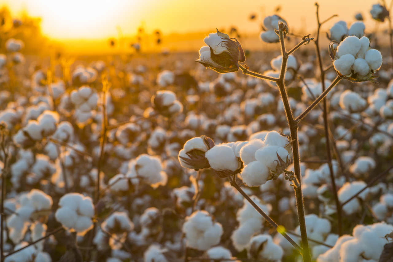 cotton field pictured in sunset