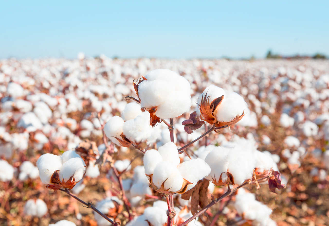 field full of cotton