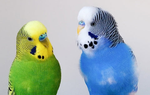 Two budgies pictured, one green and yellow, the other blue and white