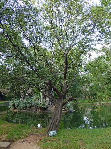 Ebony in tree form