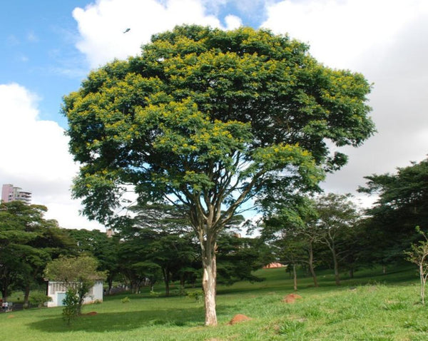 Check out this Pau Ferro Tree!