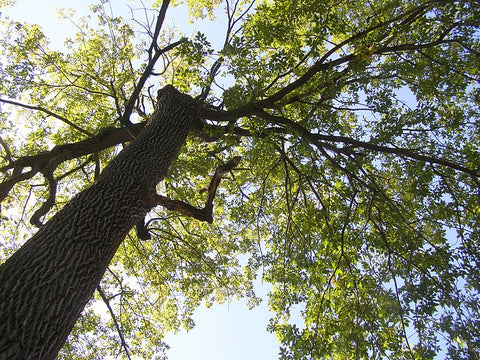 Swamp Ash Trees