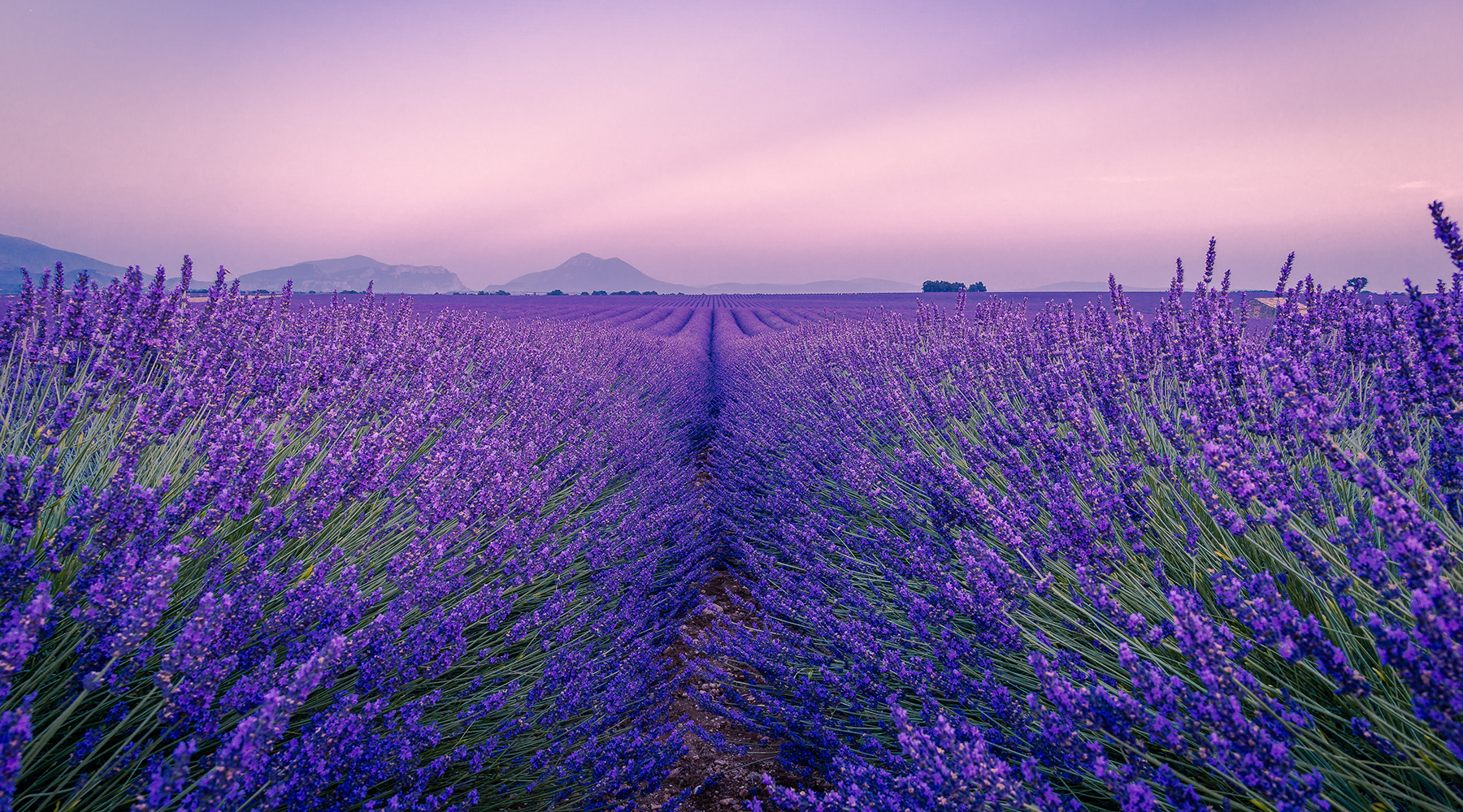 Lavender aromatherapy massage can make a world of difference