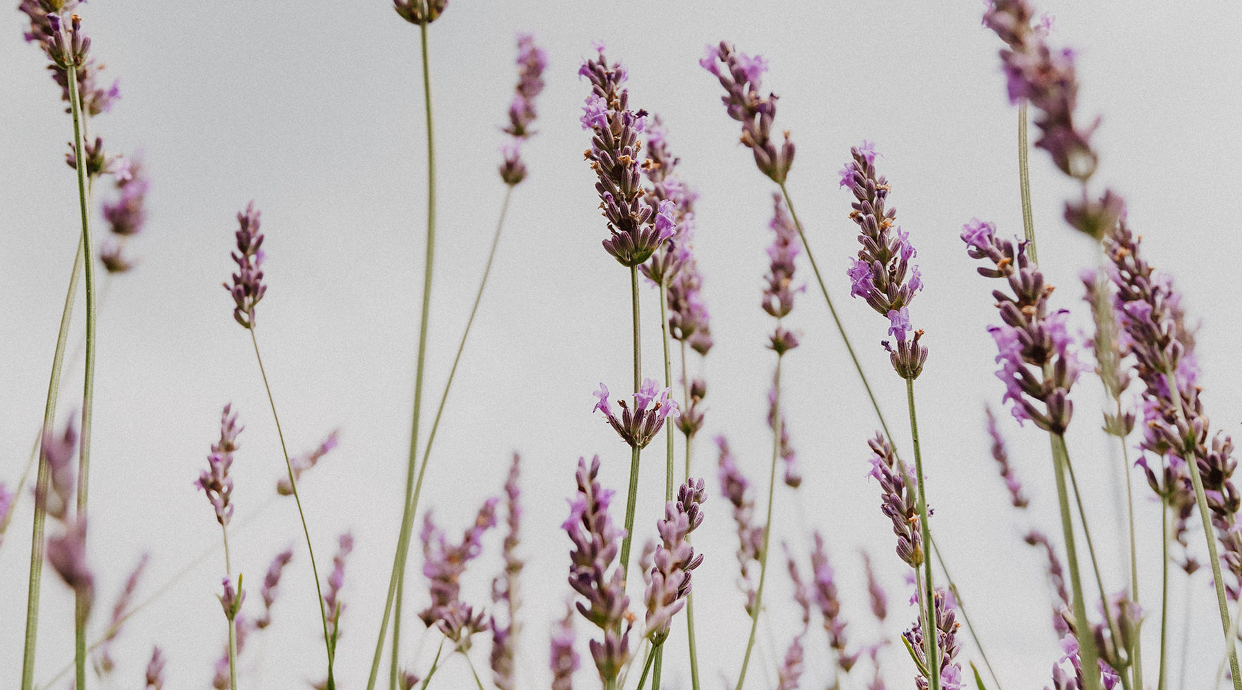 Lavender scent has a long history of promoting wellness.