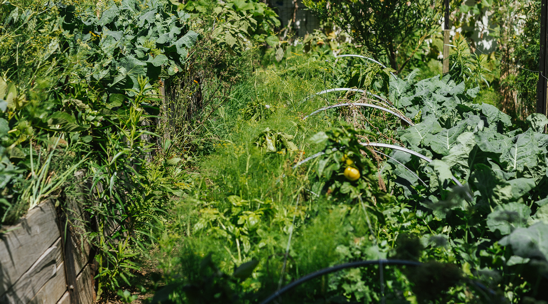 Community garden crops photographed by Tracey Creed, New Zealand.