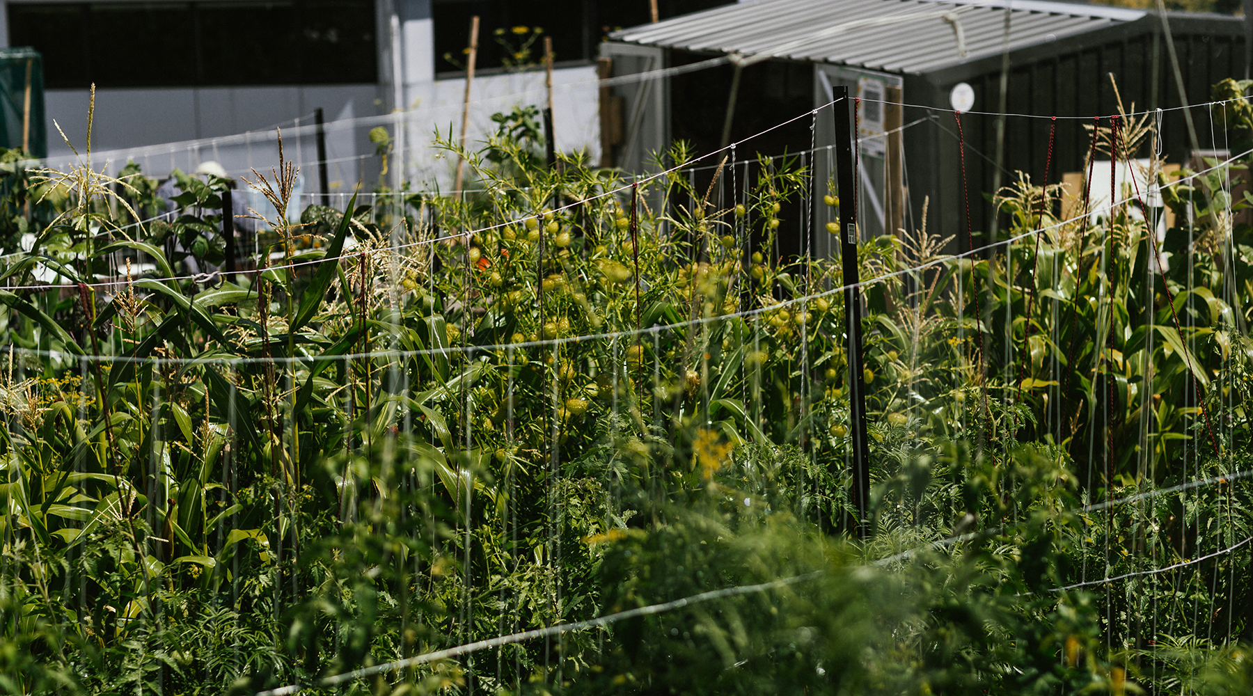 Plentiful community garden photographed by Tracey Creed, New Zealand.