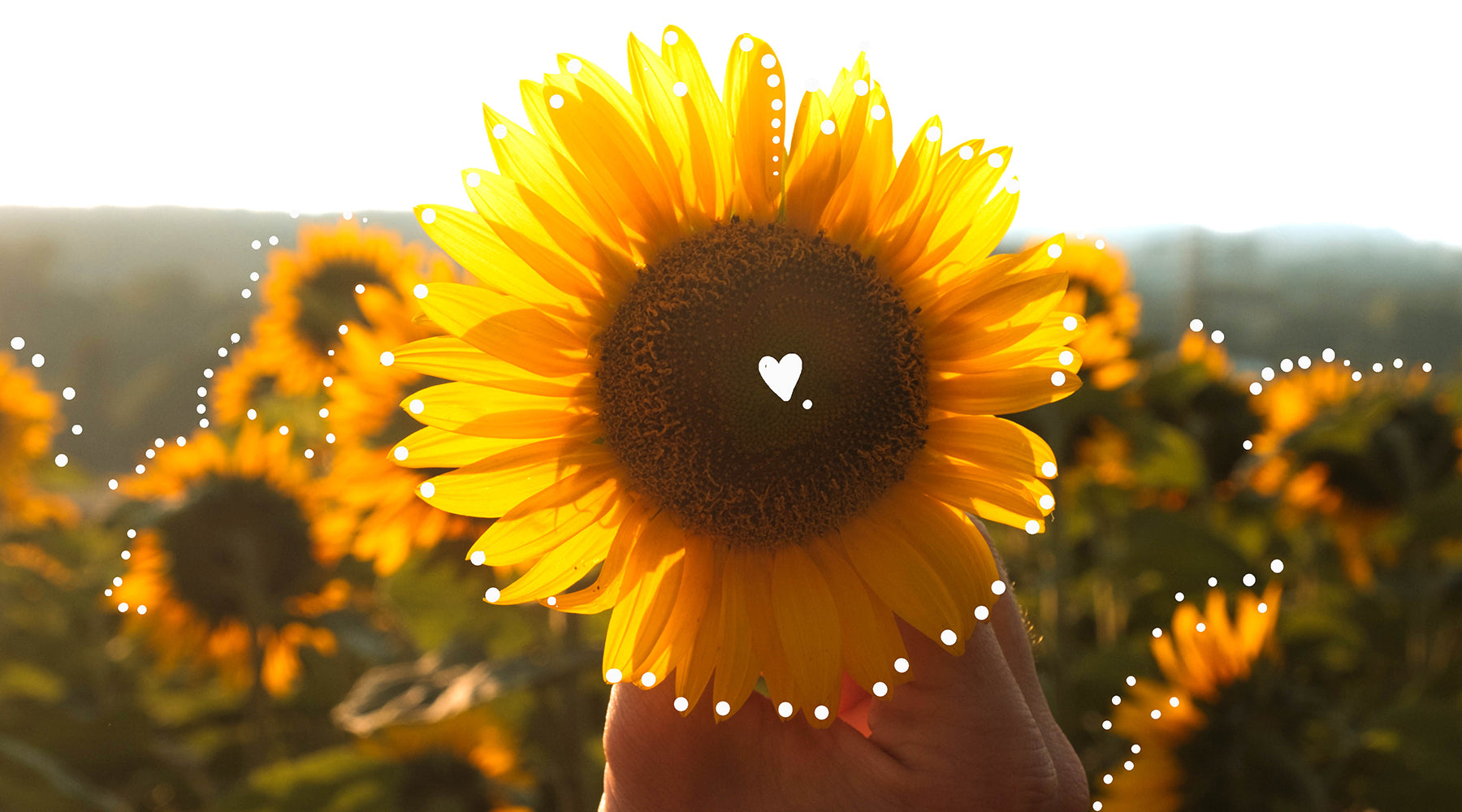 Photo sunflower and hearts. We can care for the planet with regenerative organic agriculture.