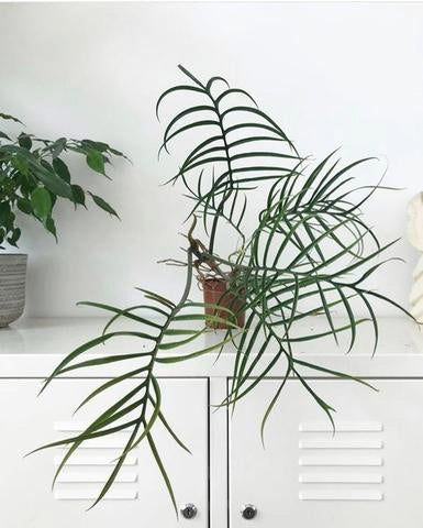 Monstera Deliciosa, Philodendron, greens, planter, plants, living with greens, green living, grønne hjem, Monstera, Philodendron tortum