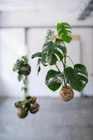 Monstera Deliciosa, kokedama, Philodendron, greens, planter, plants, living with greens, green living, grønne hjem, Monstera