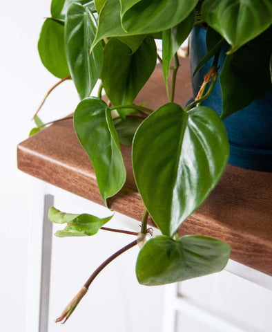 Heartleaf philodendron, hjerte philodendron, green living, living with plants, plants life, planter, flowers, blomster, interior, clean air, luftrenser