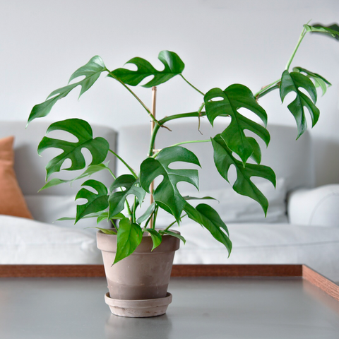 Monstera minima, 