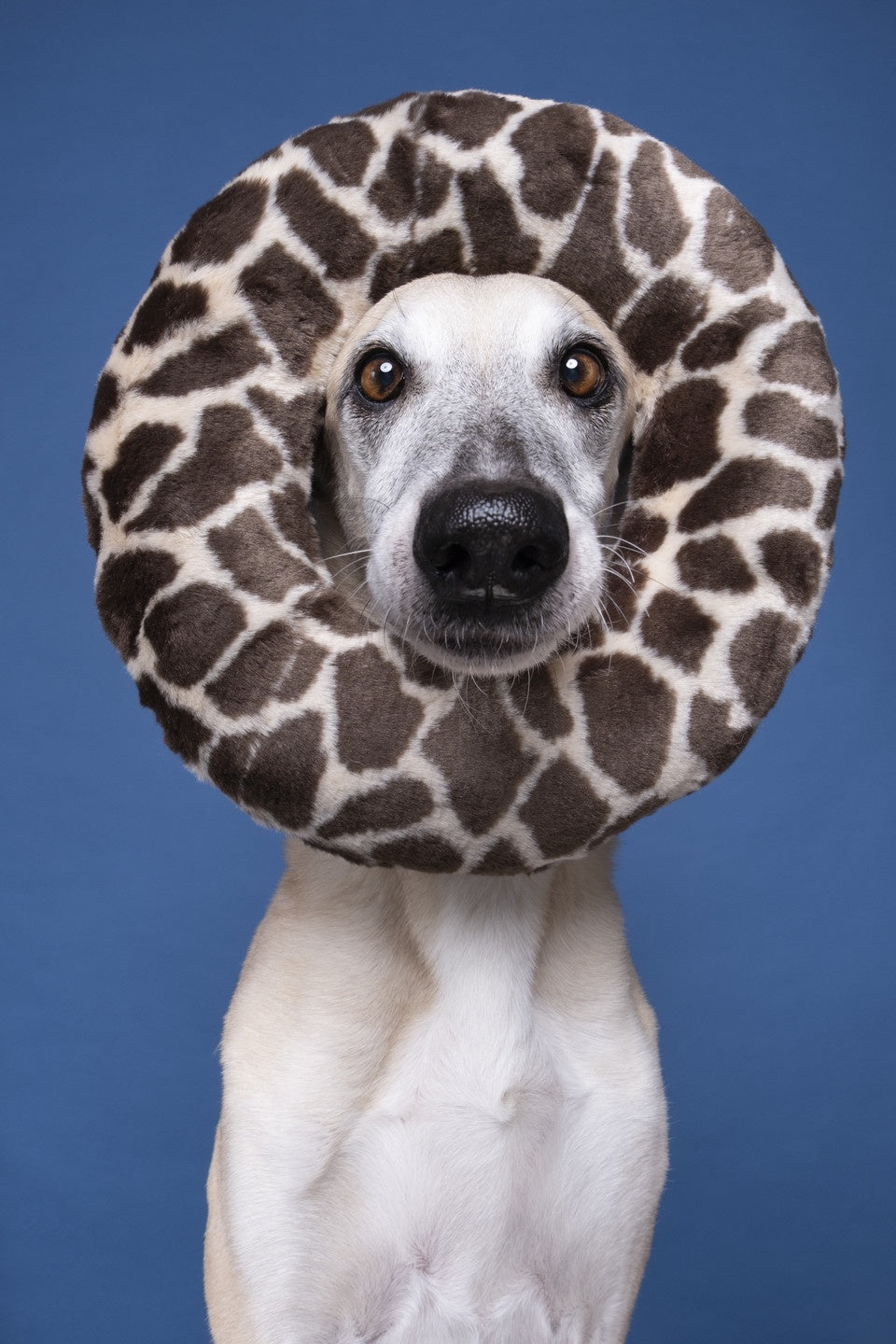 Fluff & Tuff Python Ring Dog Toy