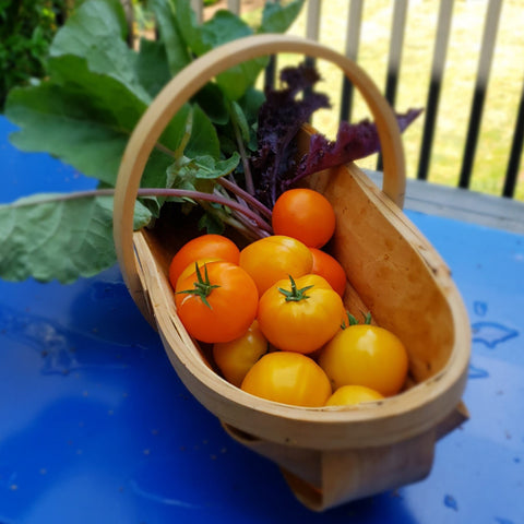 JP General Traditional Wooden Trug - Fall tomato harvest
