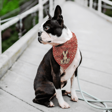 greek dog bandana