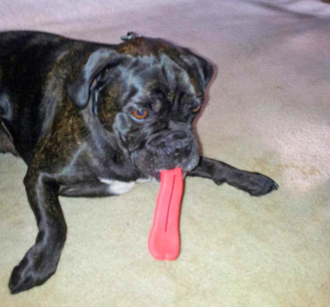 giant tongue dog chew toy