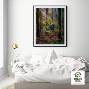 Print - Misty Irish Spring Forest in Coole Park, County Galway - James A. Truett - Moods of Ireland - Irish Art
