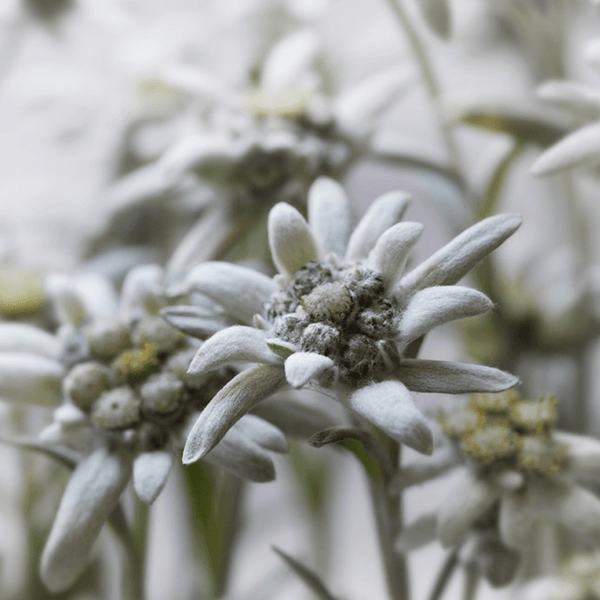 Secrets d'en Haut | Cosmétiques naturelles à base d'Edelweiss bio – Pure  Altitude