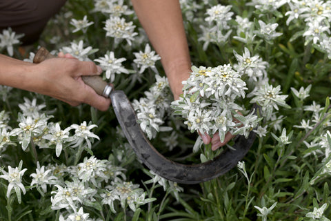 Secrets d'en Haut | Cosmétiques naturelles à base d'Edelweiss bio – Pure  Altitude