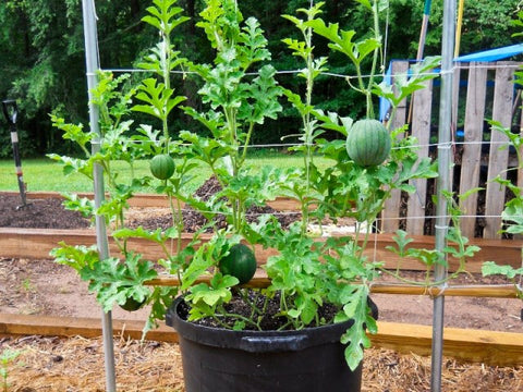 Watermelons Growing Vertically On A Trellis