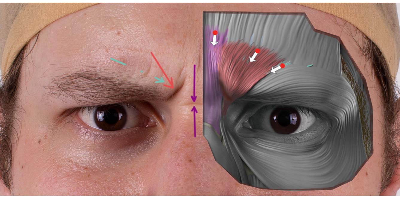 httpscdnshopifycomsfiles1001375961200filesHuman-Anger-Brows-Anatomy-And-Psychology-For-Artists_3131ee03-8066-409d-bb69-560fb9c9402bjpgv1577979429