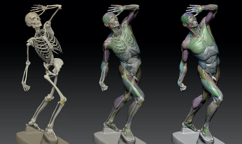 3d Anatomy Model Made By The Anatomy For Sculptors Team Lécorché Co