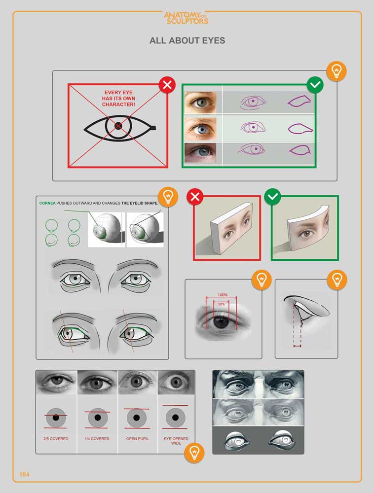 Anatomy For Sculptors: Understanding the Human Figure | PDF (e-book)