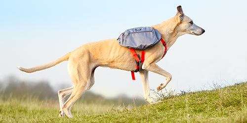 Get In Touch / iEnergy Dog Backpacks