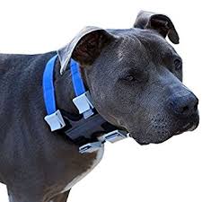 Cesar Millan Pack Leader Collar 