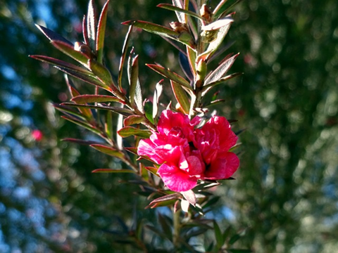 Leptospermum Scoparium