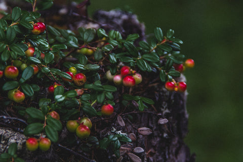 Lingonberry Extract and the Thyroid