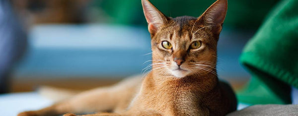 A Guide to the Abyssinian Cat