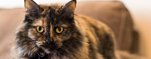 Top 3 Fur-bulous and Fascinating Tortoiseshell Cat Facts