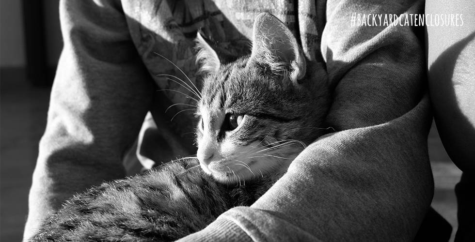 cat in lap of owner