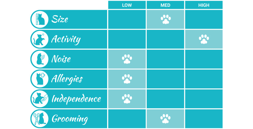 abyssinian cat breed profile infographic