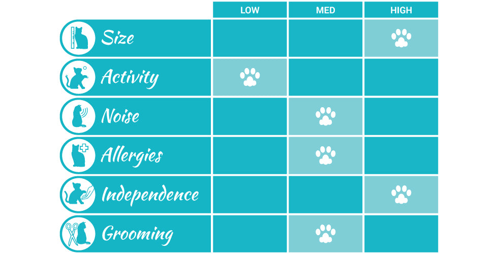 ragdoll cat breed profile infographic