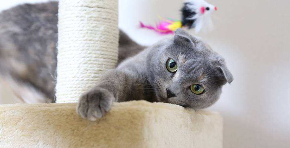 scottish fold cat