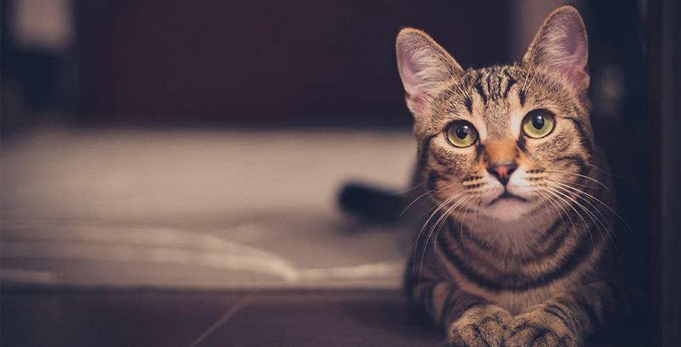 tabby cat with M marking on forehead